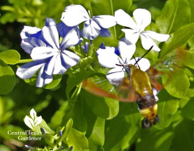 Snowberry clearwing moth on plumbago