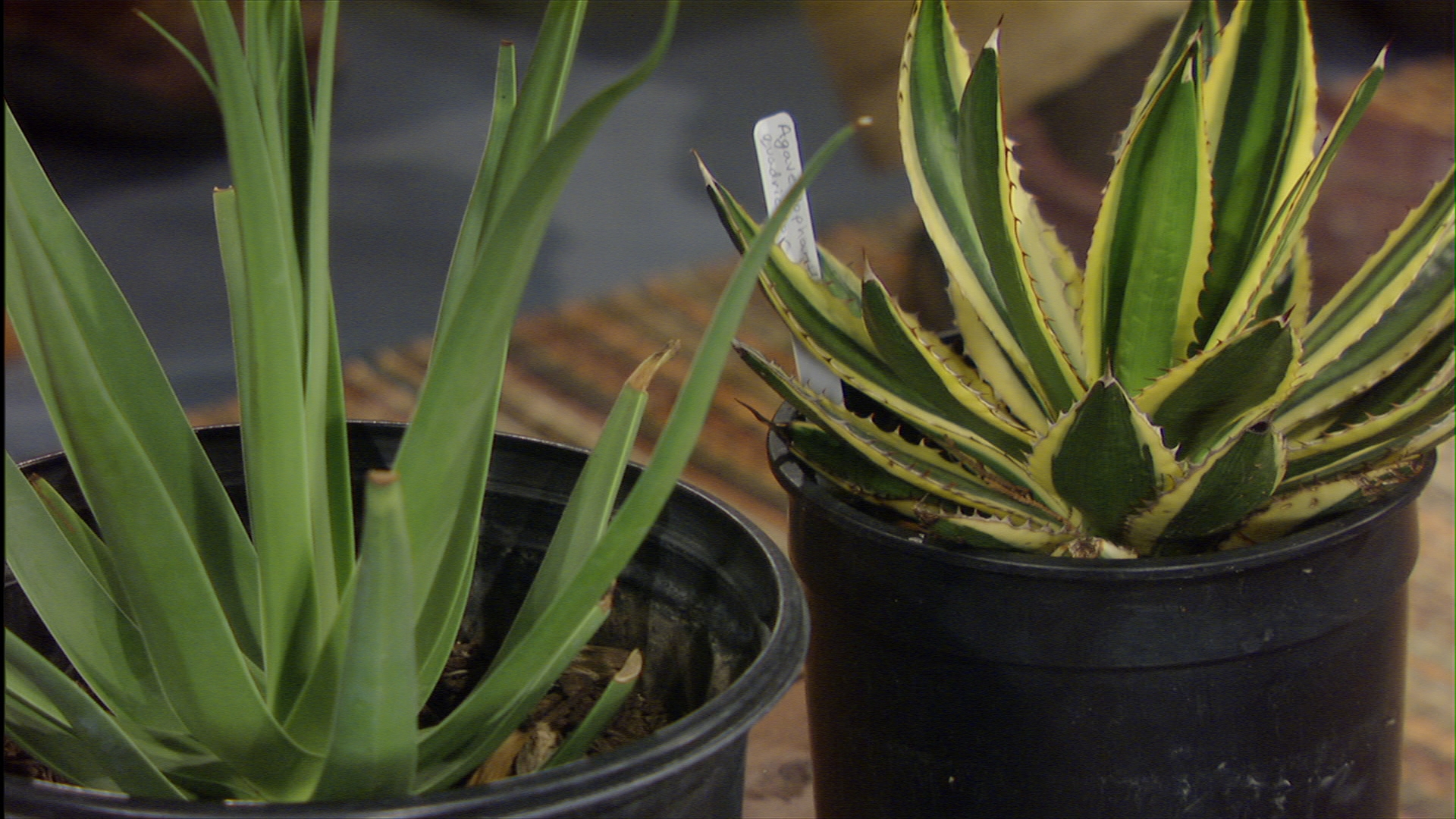 Agaves for shade 