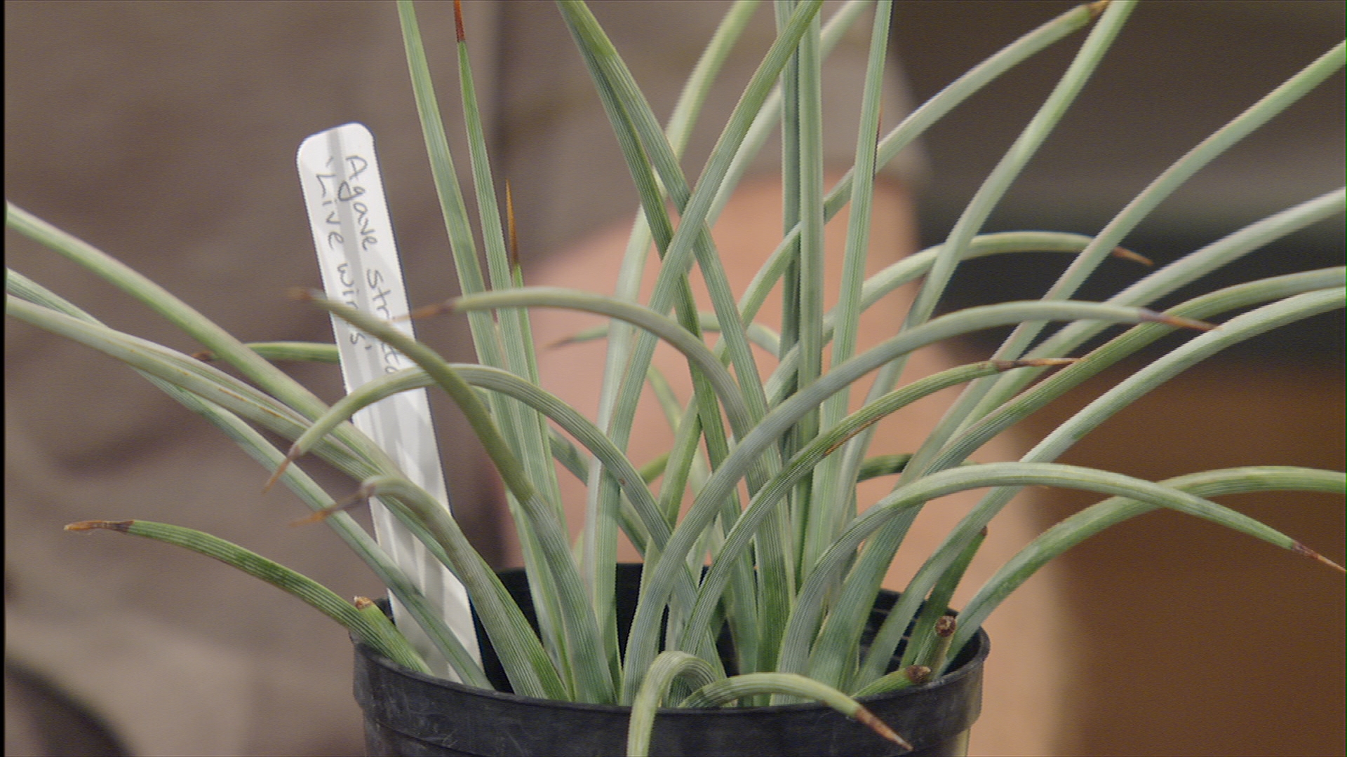 Agave striata 'Live Wires'