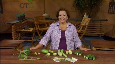 Trisha Shirey picks cucumbers for Central Texas Gardener