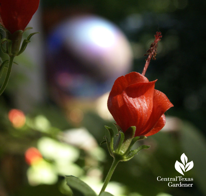 Turk's cap