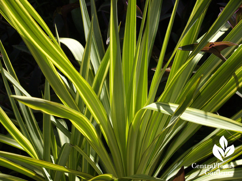 Yucca recurvifolia 'Margaritaville'