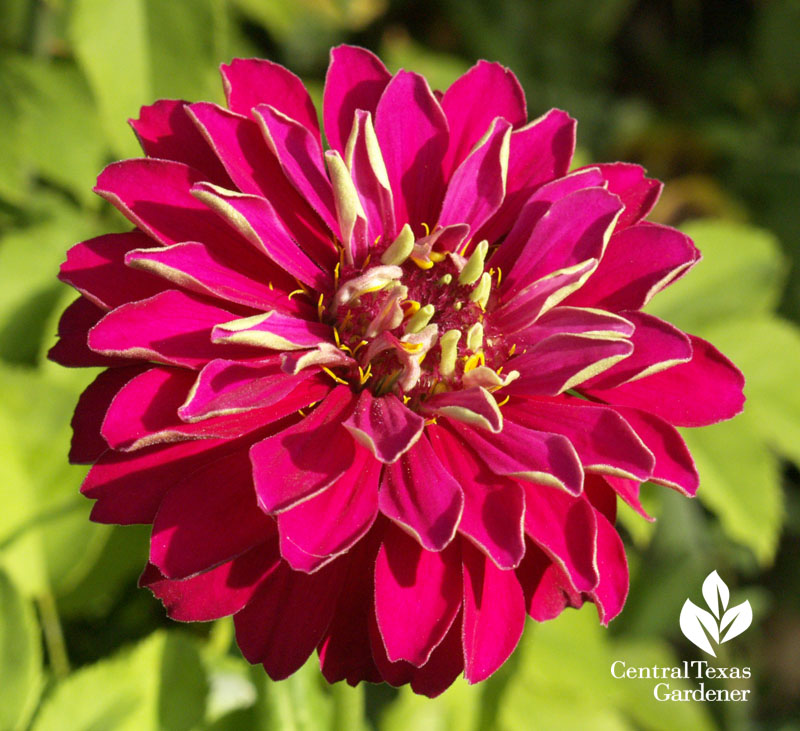 Zinnia Central Texas Gardener 