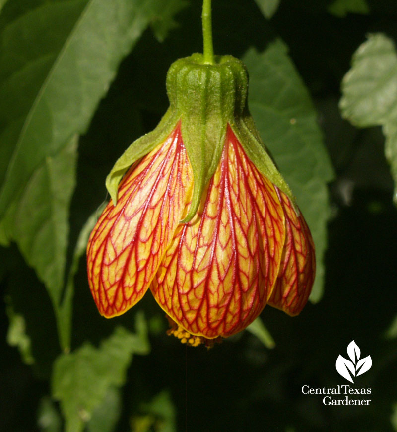 'Patrick' abutilon 