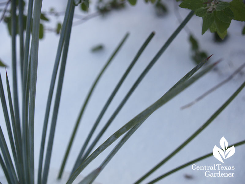 Agave striata in snow 