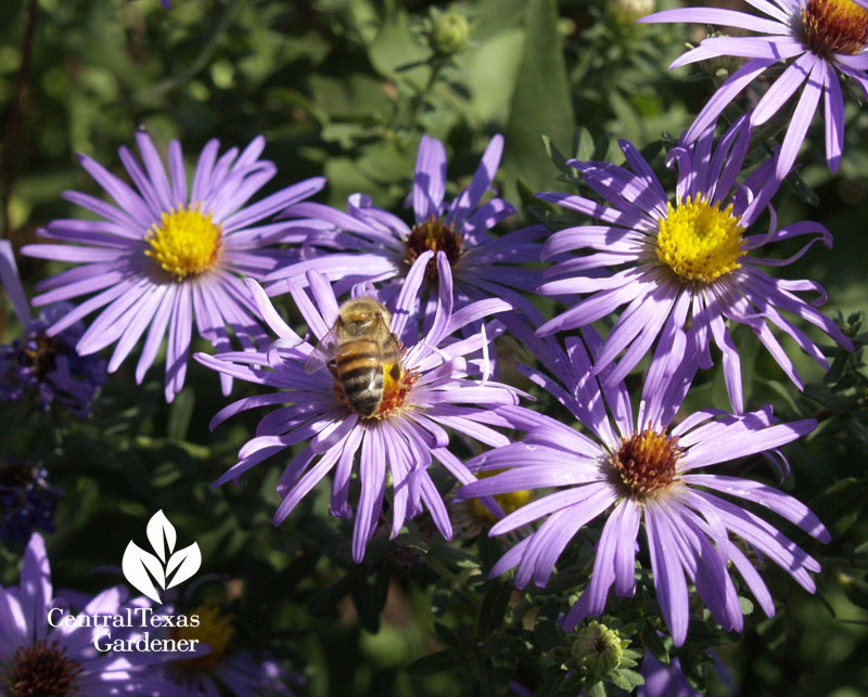 Bee on aster