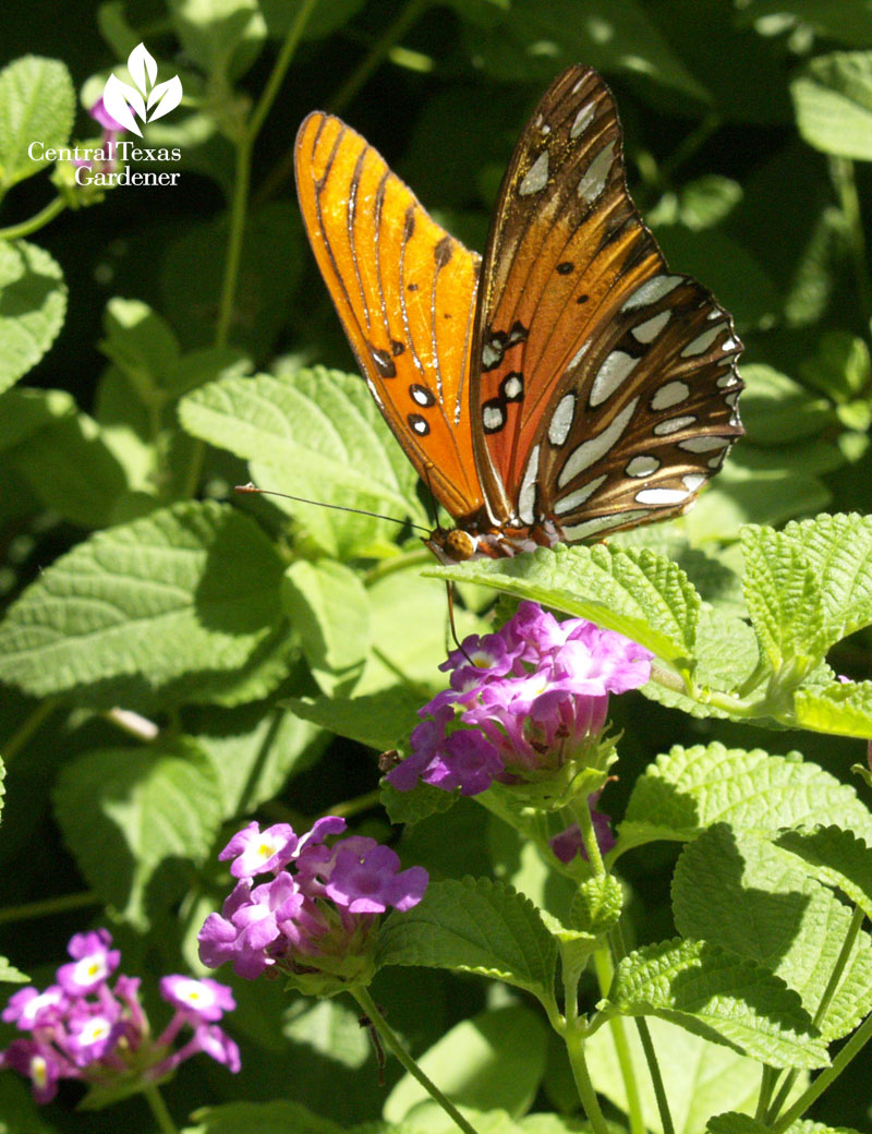 Gulf Fritillary butterfly on lantana Gulf Fritillary butterfly on lantana