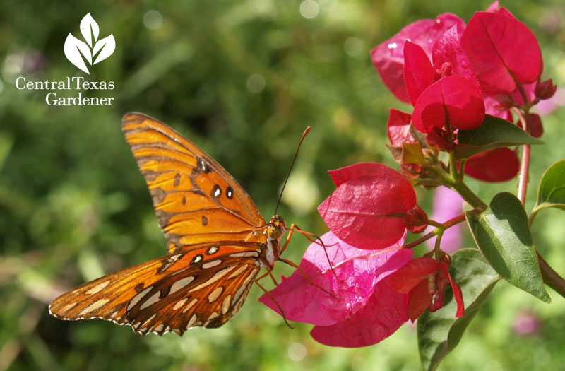 Gulf fritillary butterfly on bougainvillea 