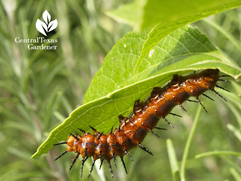 Gulf fritillary caterpillar Gulf fritillary caterpillar