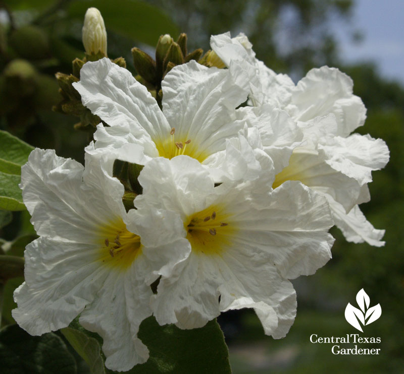 Mexican olive flowers