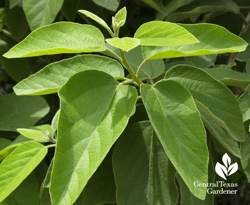 Mexican olive leaves