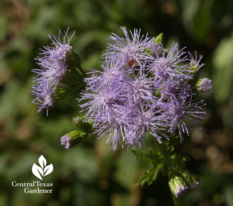 Blue mist flower fuzzy wuzzy