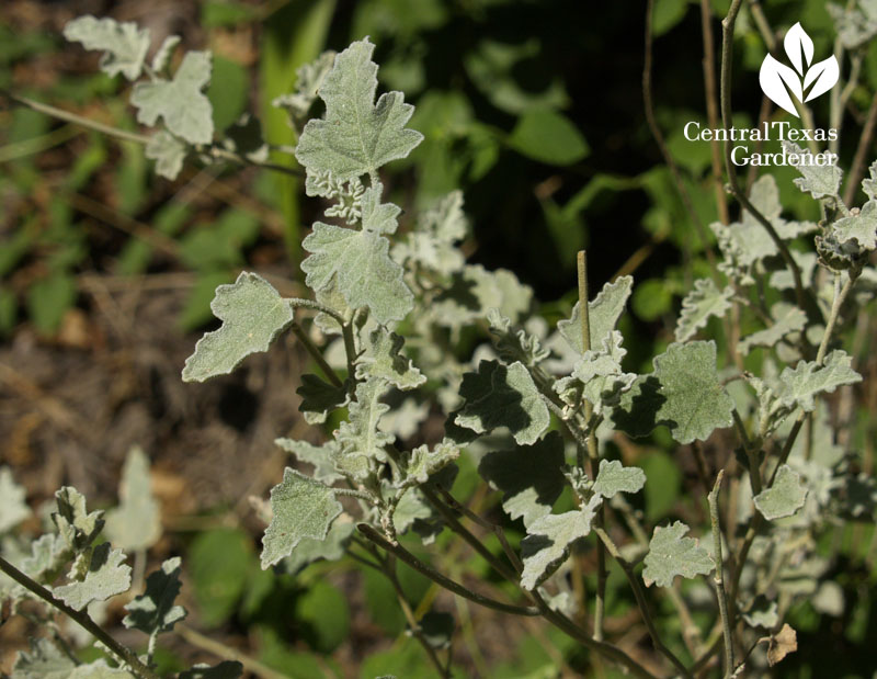 Globe mallow silver leaves