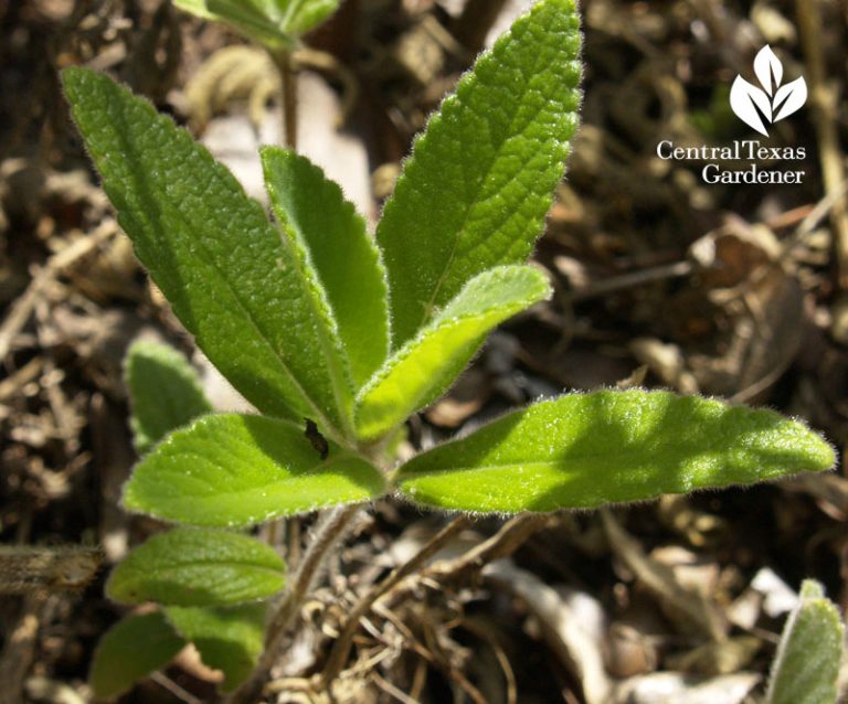 Fuzzy Wuzzy Plants Central Texas Gardener