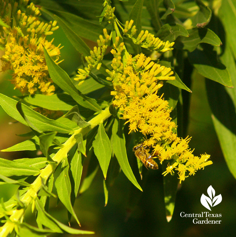 Bee on goldenrod