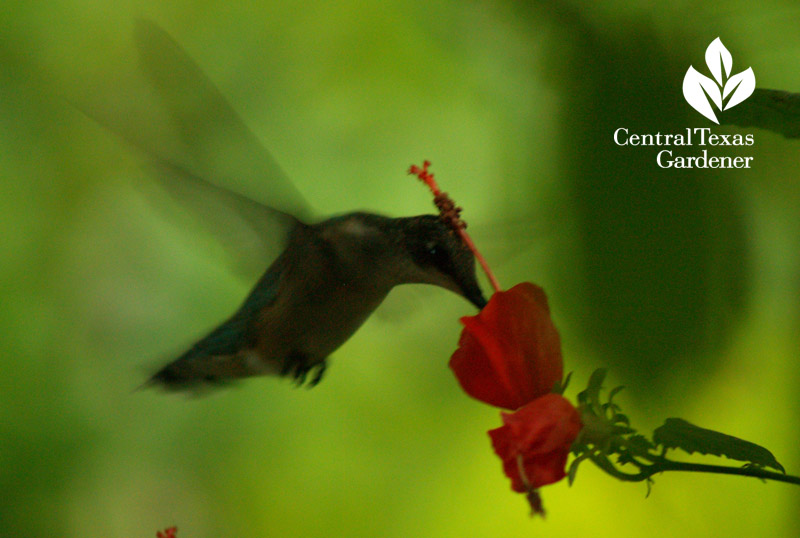 hummingbird on turk's cap hummingbird on turk's cap