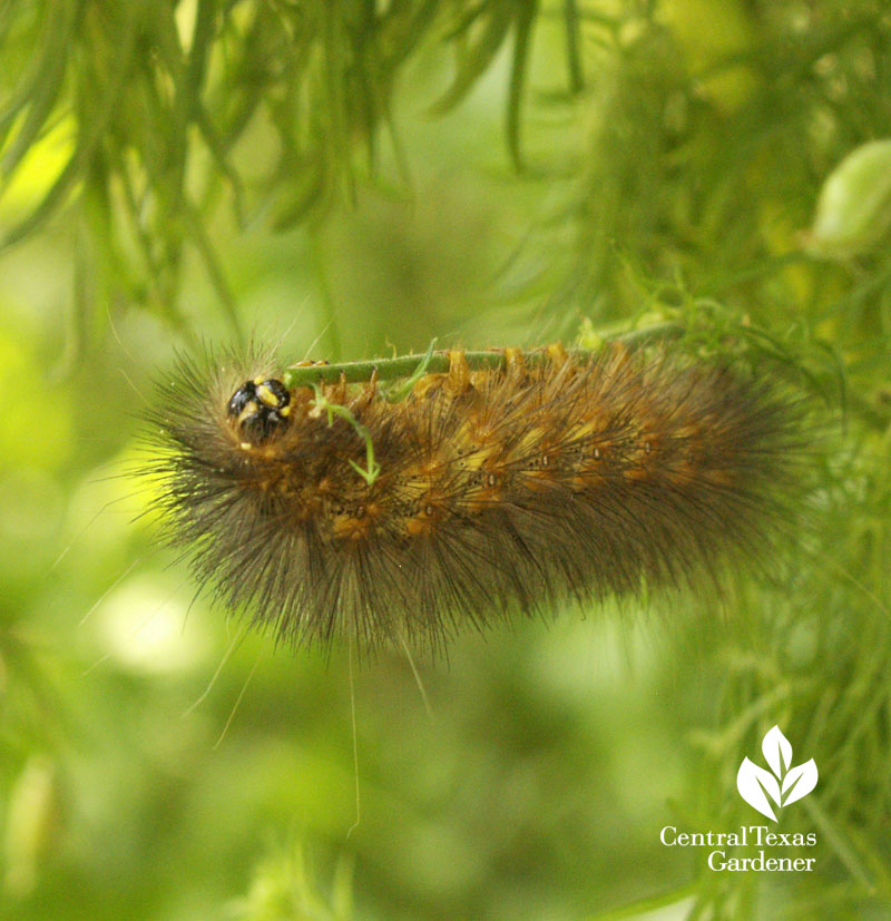 Salt Marsh caterpillar on larkspur