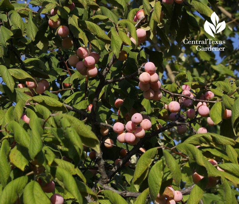 Mexican plum fruit