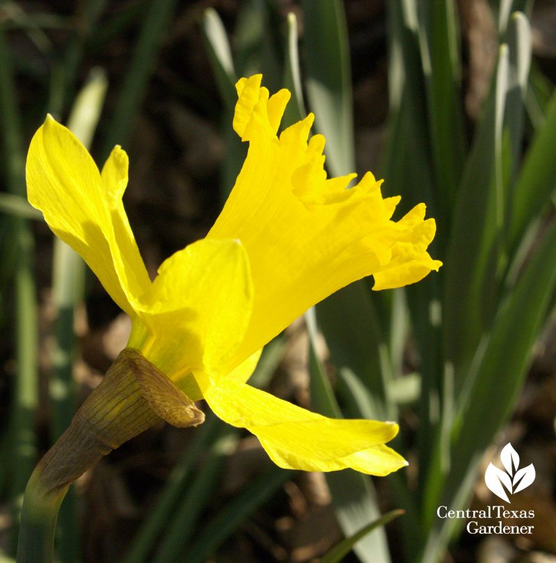 Narcissus 'Gigantic Star'