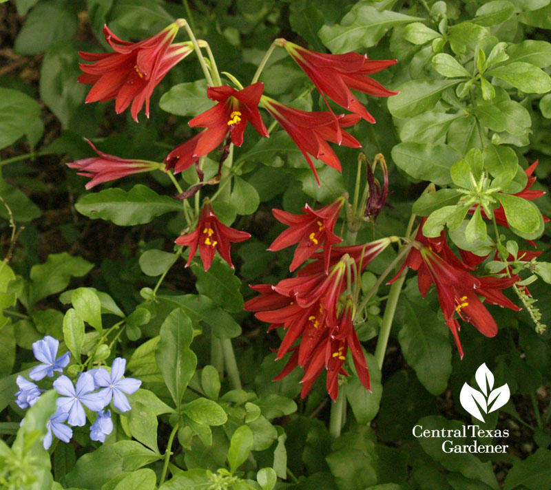 Oxblood lily with plumbago