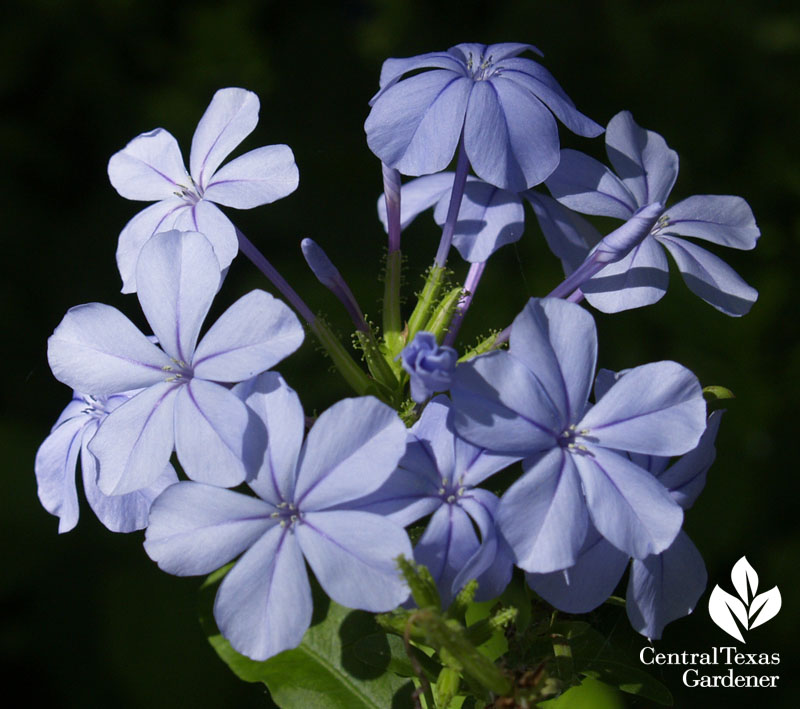 romantic plumbago