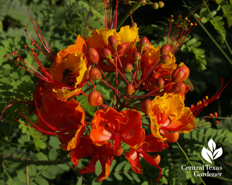 Bee on Pride of Barbados Bee on Pride of Barbados