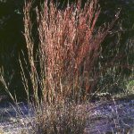 Little Bluestem Brian and Shirley Loflin