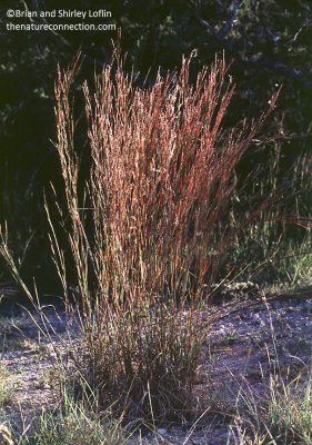 Little Bluestem Brian and Shirley Loflin