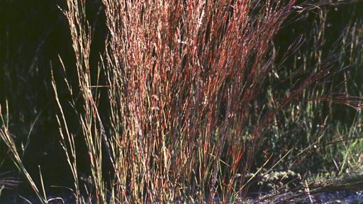 Little Bluestem Brian and Shirley Loflin