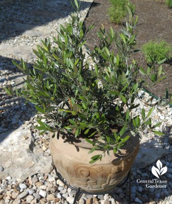 'Little Ollie' olive in a pot