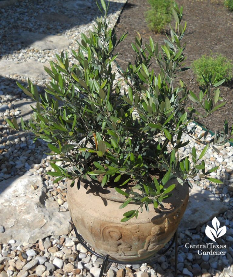 Olive and Fruit Tree List Central Texas Gardener