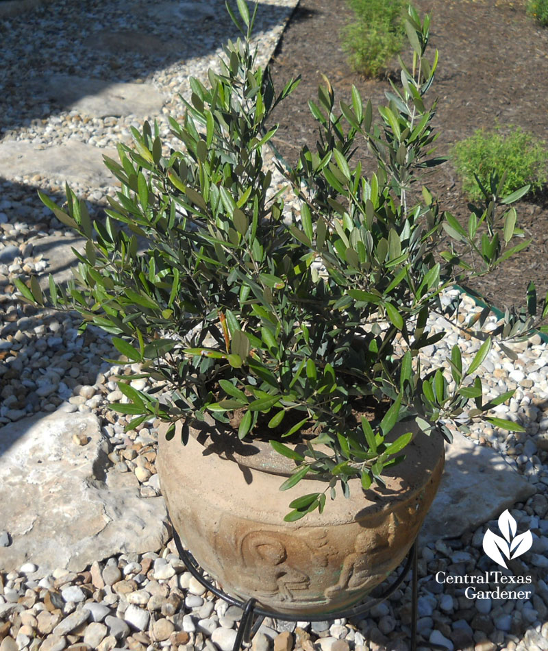 'Little Ollie' olive in a pot