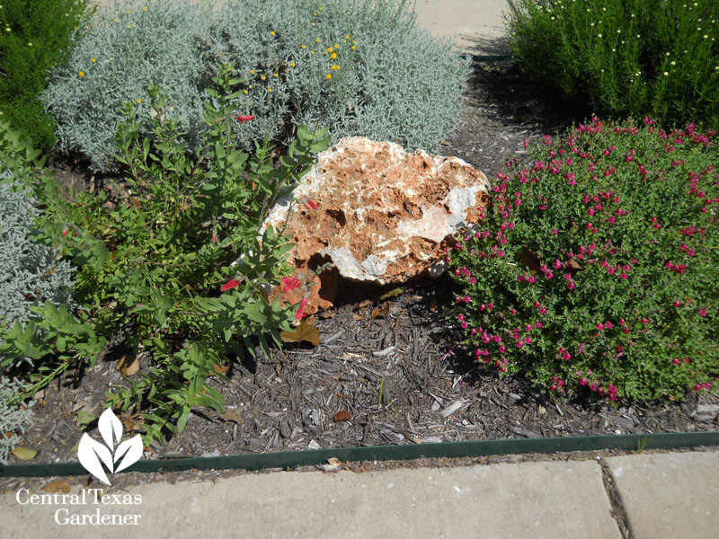 santolina, pink skullcap, rock penstemon