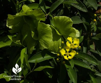 Butterfly vine flowers and green seed pods