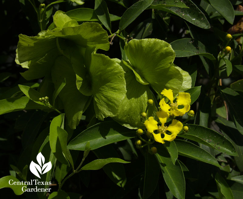 Butterfly vine flowers and green seed pods