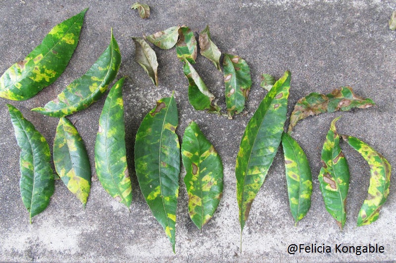 Sooty mold on pecan leaves