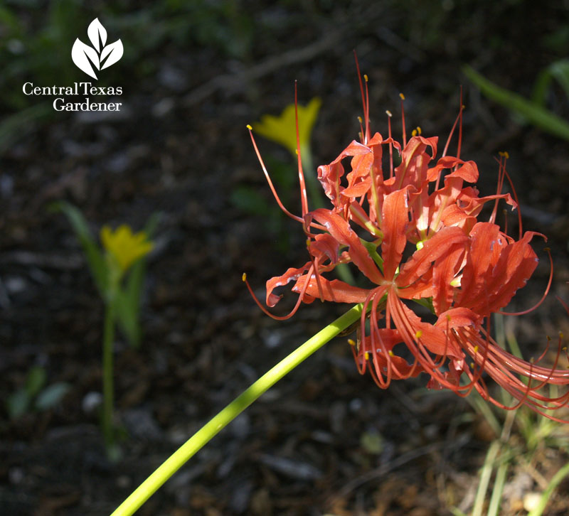 Lycoris radiata spider lily and Sternberia lutea autumn daffodil 