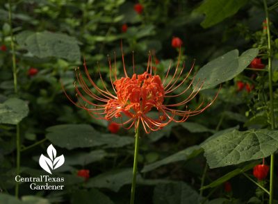 red spider lily (lycoris) and turk's cap