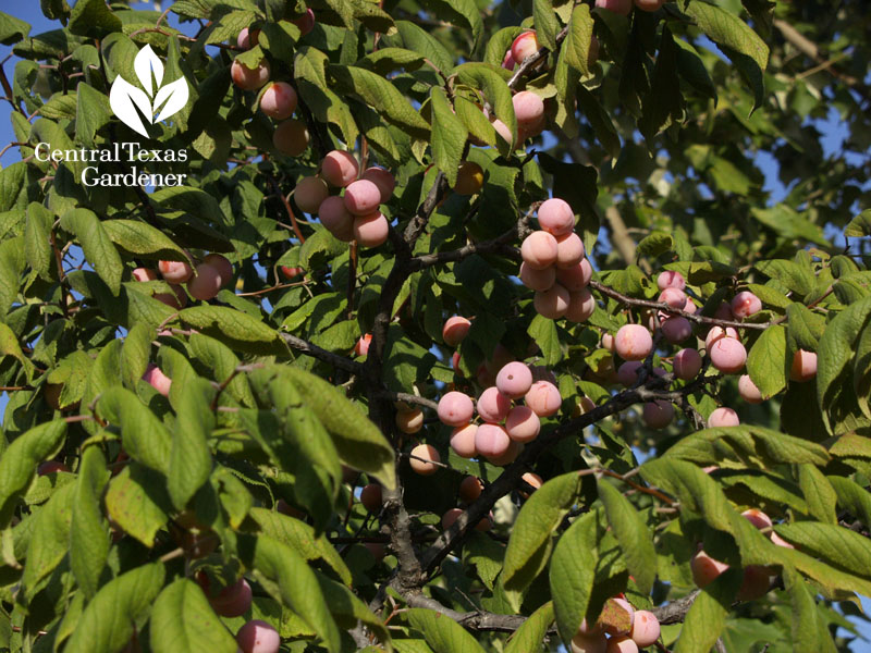 Mexican plum fruit Mueller Austin Texas