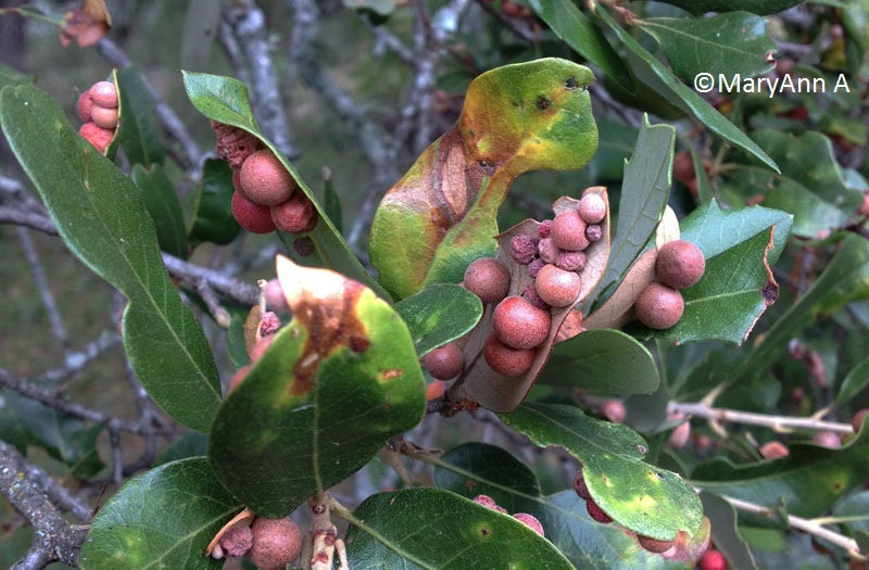 Oak leaf galls (c) MaryAnn A