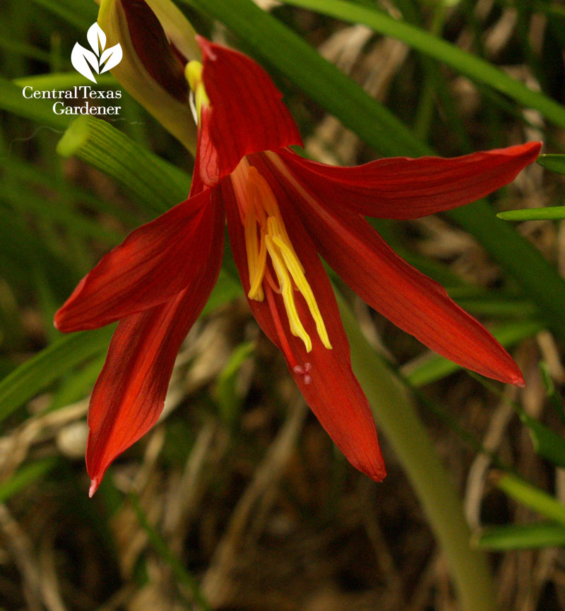 Oxblood lily Austin Texas Central Texas Gardener