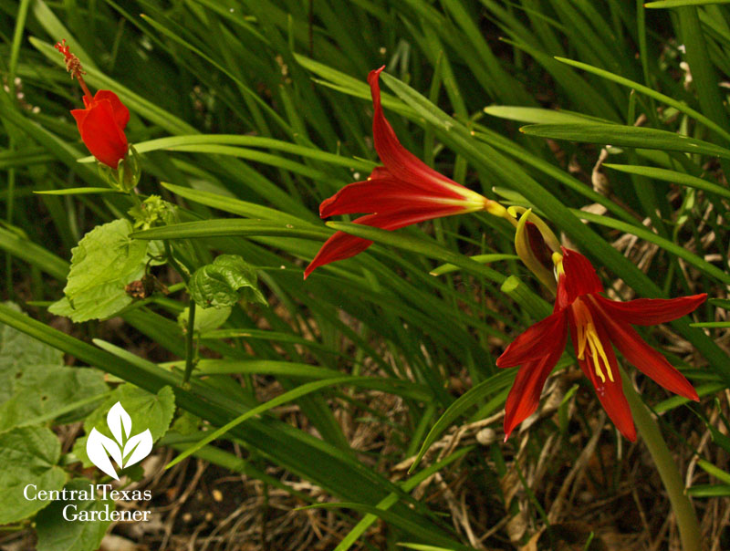 Oxblood lily with Turk's cap