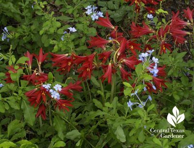 Oxblood lilies and plumbago Austin Texas