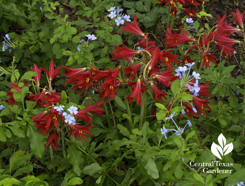 Gardening 101: Lily of the Valley - Gardenista