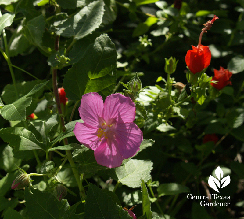 Rock rose and turk's cap