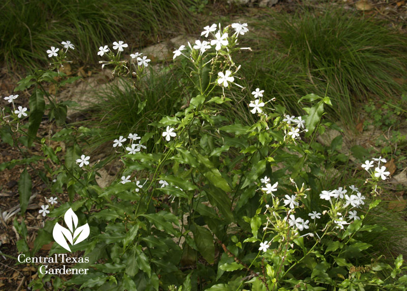 Plumbago scandens with Texas sedge 