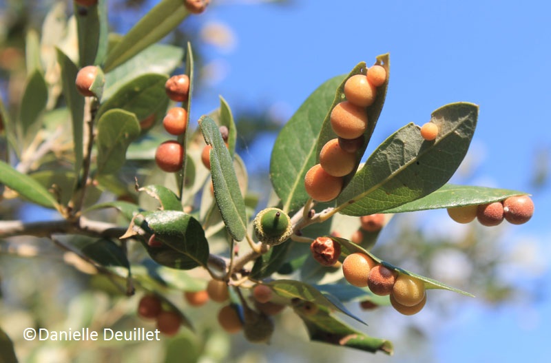 Oak leaf galls (c) Danielle Deuillet