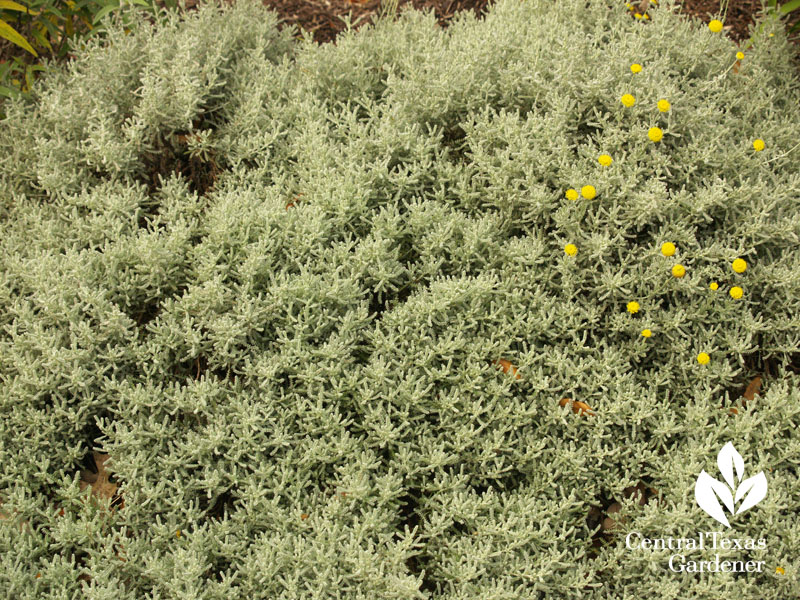 Gray santolina and flowers