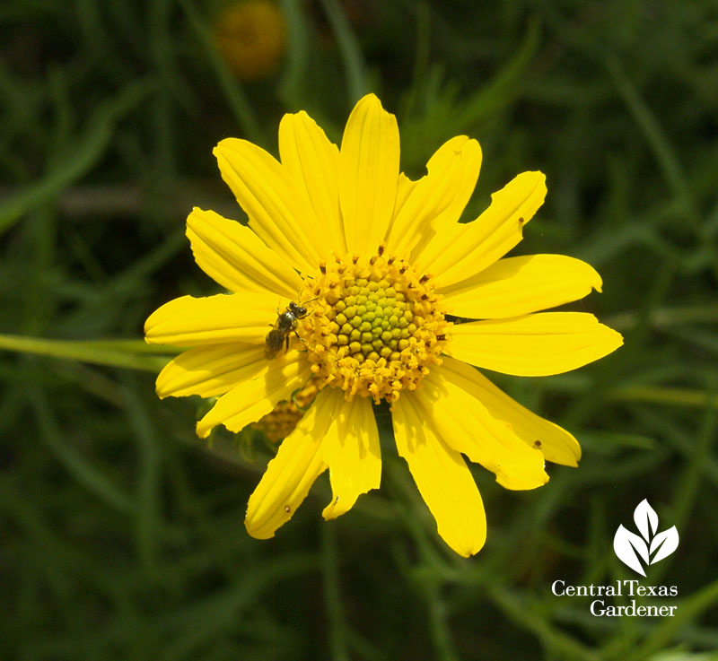 Skeleton-leaf goldeneye daisy with tiny wasp