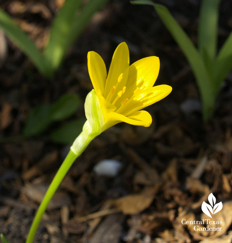 Sternbergia lutea autumn daffodil